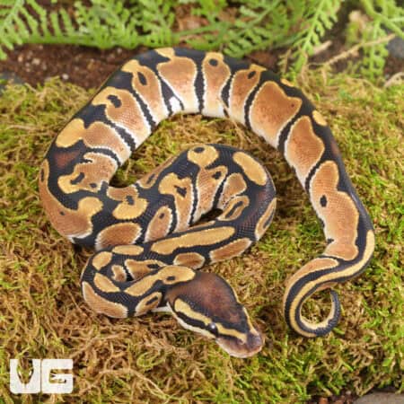 Baby Ball Pythons For Sale - Underground Reptiles