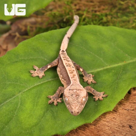 Baby Dalmatian Lilly White Crested Geckos For Sale - Underground Reptiles