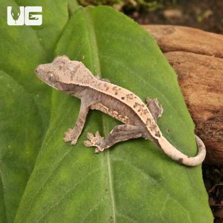 Baby Dalmatian Lilly White Crested Geckos For Sale - Underground Reptiles