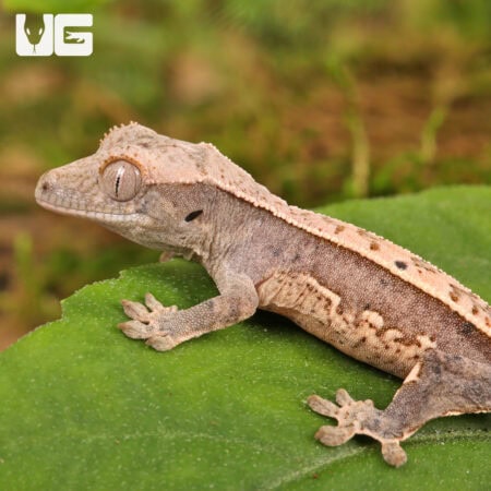Baby Dalmatian Lilly White Crested Geckos For Sale - Underground Reptiles