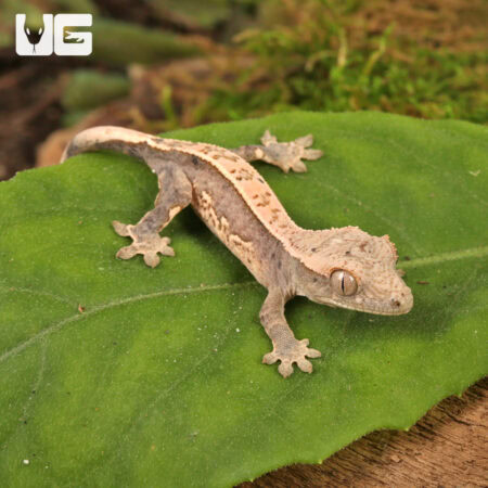 Baby Dalmatian Lilly White Crested Geckos For Sale - Underground Reptiles