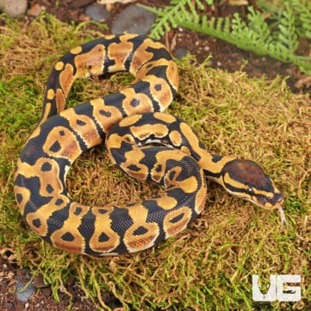 Baby Dinker Ball Pythons For Sale - Underground Reptiles