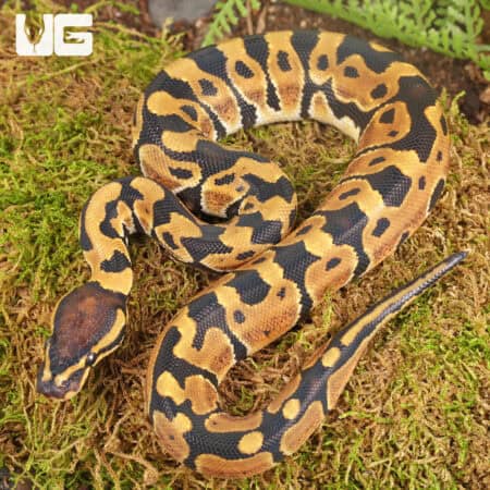 Baby Dinker Ball Pythons For Sale - Underground Reptiles