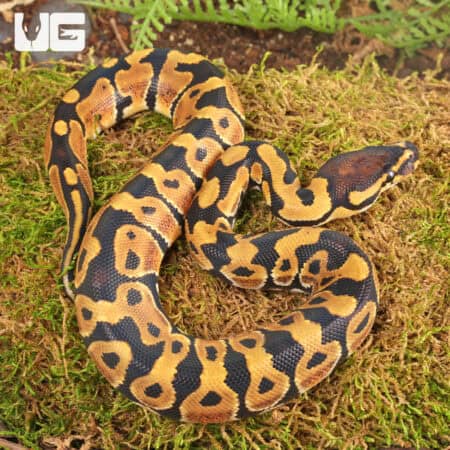 Baby Dinker Ball Pythons For Sale - Underground Reptiles