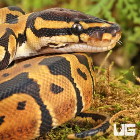 Baby Dinker Ball Pythons For Sale - Underground Reptiles