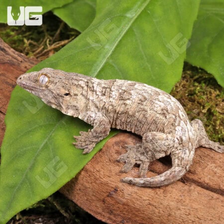 Baby GTA x Nu Ana x GTX Leachianus Geckos For Sale - Underground Reptiles