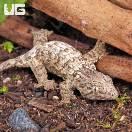 Baby GTA x Nu Ana x GTX Leachianus Geckos For Sale - Underground Reptiles