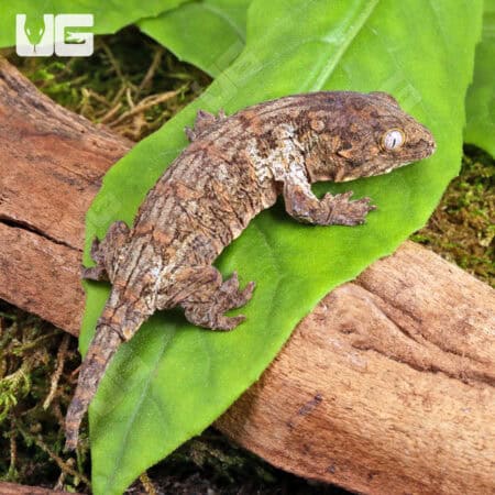 Baby GTA x Nu Ana x GTX Leachianus Geckos For Sale - Underground Reptiles