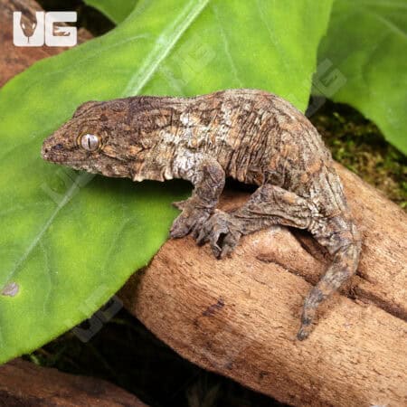 Baby GTA x Nu Ana x GTX Leachianus Geckos For Sale - Underground Reptiles