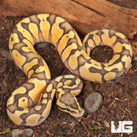 Baby Male Ghost Enchi Pastel Ball Pythons (Python regius) For Sale - Underground Reptiles