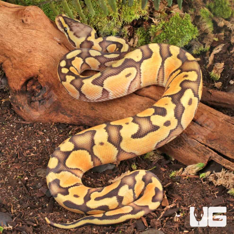 Ball Pythons For Sale - Underground Reptiles
