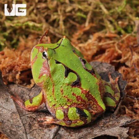 Baby Green Suriname Horned Frogs For Sale - Underground Reptiles