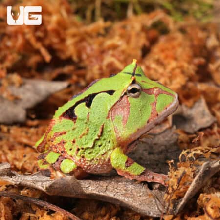 Baby Green Suriname Horned Frogs For Sale - Underground Reptiles