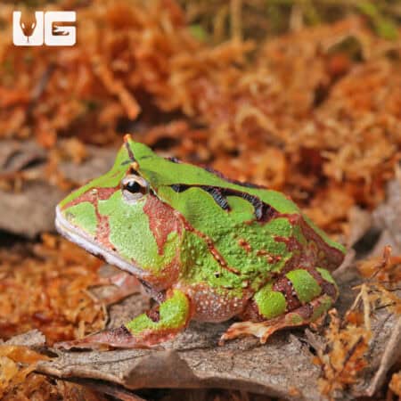 Baby Green Suriname Horned Frogs For Sale - Underground Reptiles