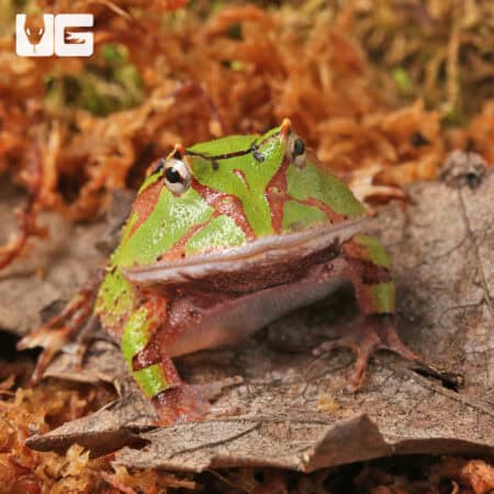 Baby Green Suriname Horned Frogs For Sale - Underground Reptiles