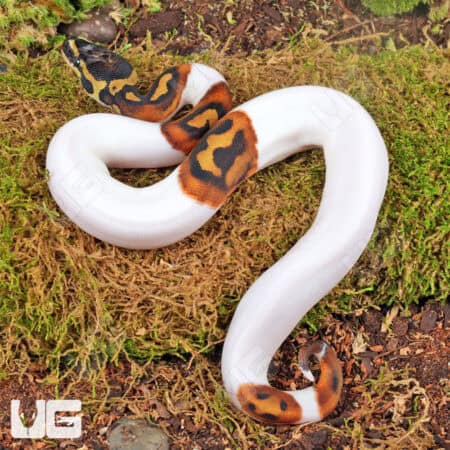 Baby High White Scaleless Head Pied Ball Python For Sale - Underground Reptiles