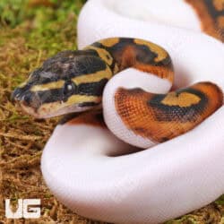 Baby High White Scaleless Head Pied Ball Python For Sale - Underground Reptiles
