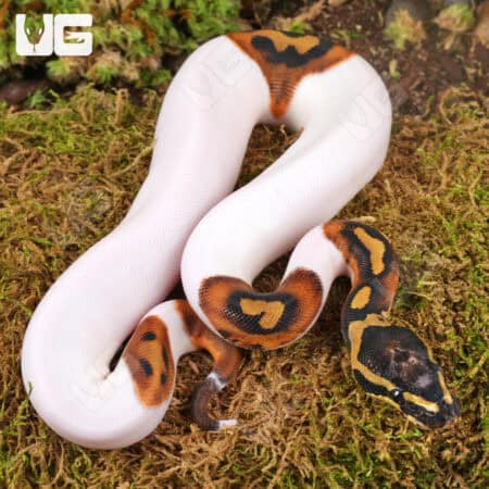 Baby High White Scaleless Head Pied Ball Python For Sale - Underground Reptiles