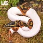 Baby High White Scaleless Head Pied Ball Python For Sale - Underground Reptiles