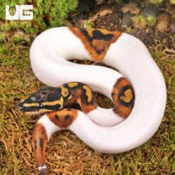 Baby High White Scaleless Head Pied Ball Python For Sale - Underground Reptiles