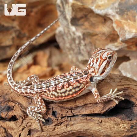 Baby Inferno Leatherback Dunner Bearded Dragons for sale - Underground Reptiles