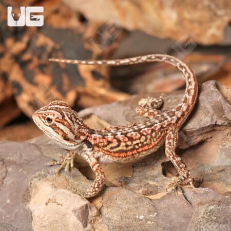 Baby Inferno Leatherback Dunner Bearded Dragons for sale - Underground Reptiles