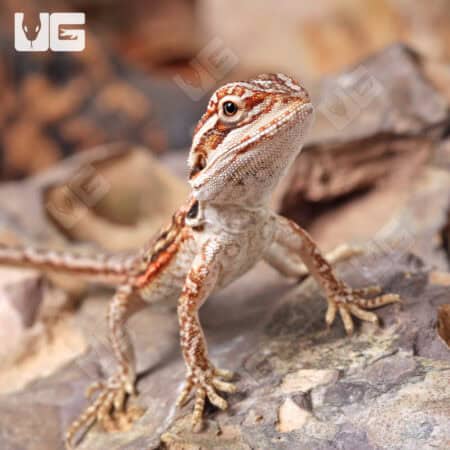 Baby Inferno Leatherback Dunner Bearded Dragons for sale - Underground Reptiles