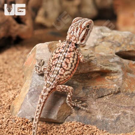 Baby Inferno Leatherback Dunner Bearded Dragons for sale - Underground Reptiles