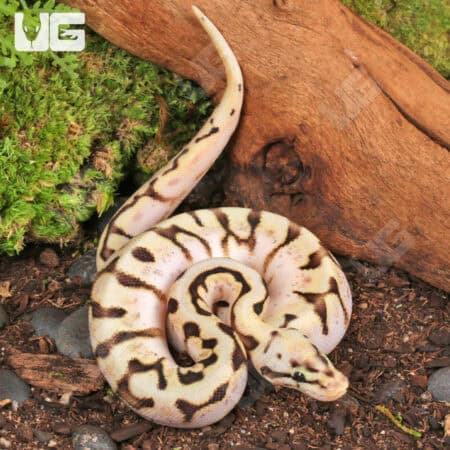 Baby Killer Bee Ball Python (Python regius) For Sale - Underground Reptiles