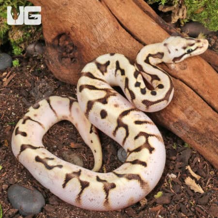 Baby Killer Bee Ball Python (Python regius) For Sale - Underground Reptiles