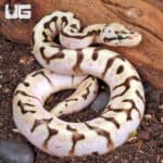Baby Killer Bee Ball Python (Python regius) For Sale - Underground Reptiles