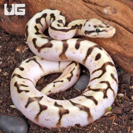 Baby Killer Bee Ball Python (Python regius) For Sale - Underground Reptiles