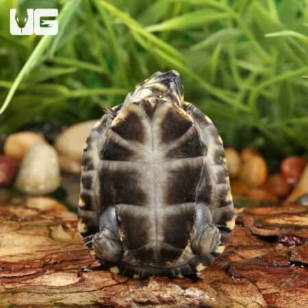 Okavango Mud Turtles For Sale - Underground Reptiles