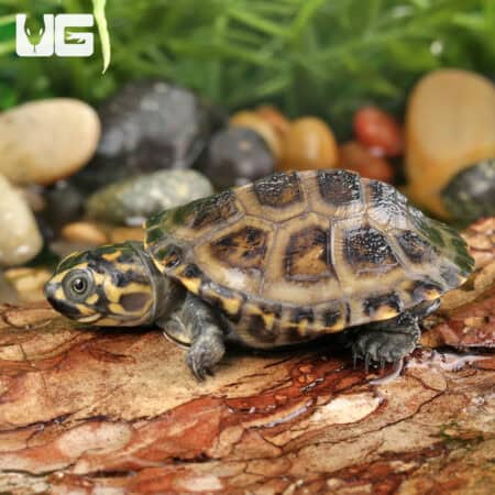 Okavango Mud Turtles For Sale - Underground Reptiles