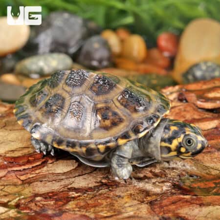 Okavango Mud Turtles For Sale - Underground Reptiles
