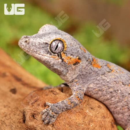 Baby Orange Reticulated Gargoyle Geckos (Rhacodactylus auriculatus) For Sale - Underground Reptiles