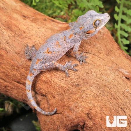 Baby Orange Reticulated Gargoyle Geckos (Rhacodactylus auriculatus) For Sale - Underground Reptiles