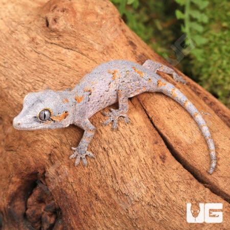 Baby Orange Reticulated Gargoyle Geckos (Rhacodactylus auriculatus) For Sale - Underground Reptiles