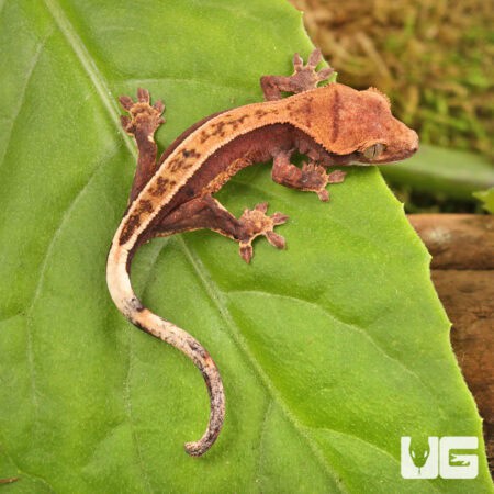 Baby Pinstripe Dalmatian Crested Gecko For Sale - Underground Reptiles
