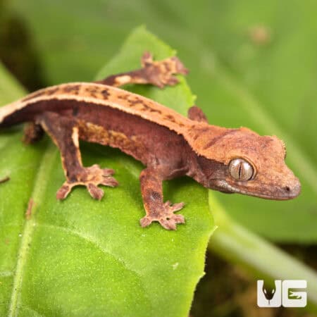 Baby Pinstripe Dalmatian Crested Gecko For Sale - Underground Reptiles