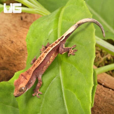 Baby Pinstripe Dalmatian Crested Gecko For Sale - Underground Reptiles