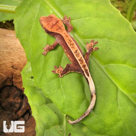 Baby Pinstripe Dalmatian Crested Gecko For Sale - Underground Reptiles