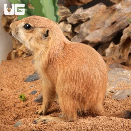 Baby Prairie Dog For Sale - Underground Reptiles