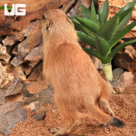Baby Prairie Dog For Sale - Underground Reptiles