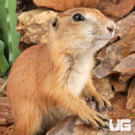 Baby Prairie Dog For Sale - Underground Reptiles
