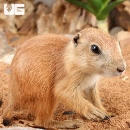Baby Prairie Dog For Sale - Underground Reptiles