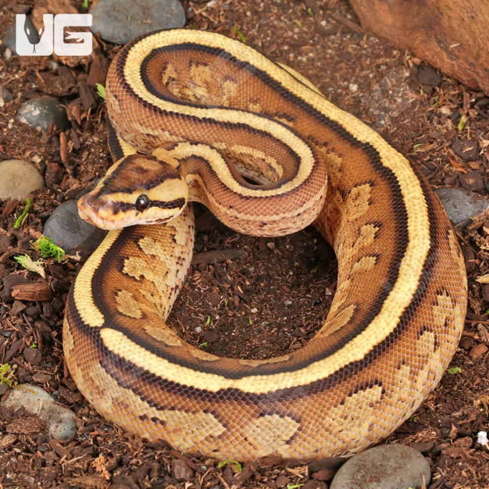 Ball Pythons For Sale - Underground Reptiles