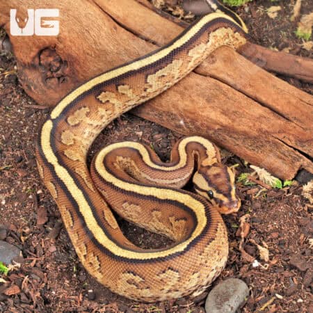 Baby Baby Spector Gravel Ball Pythons (Python regius) For Sale - Underground Reptiles