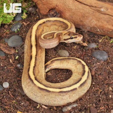 Baby Spector Spark Ball Pythons (Python regius) For Sale - Underground Reptiles