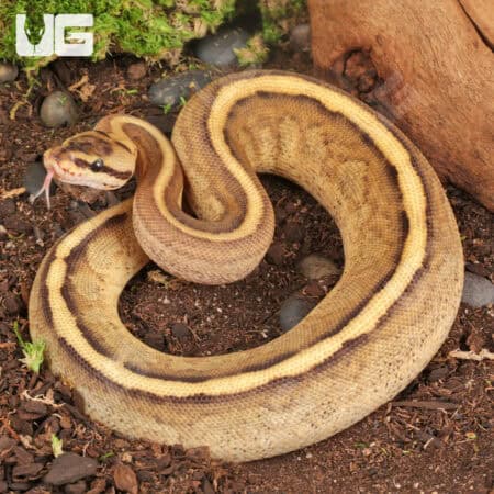 Baby Spector Spark Ball Pythons (Python regius) For Sale - Underground Reptiles